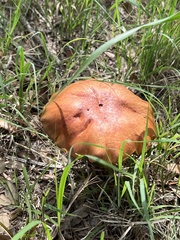 Boletus subvelutipes