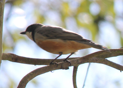 Pachycephala rufiventris