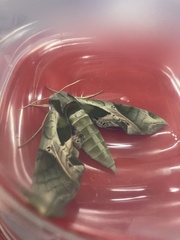 Eumorpha pandorus
