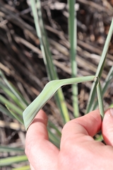 Yucca arkansana