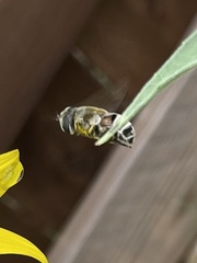 Eristalis stipator