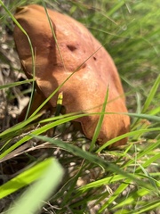 Boletus subvelutipes