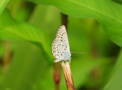 Plebejus idas