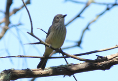 Pachycephala rufiventris