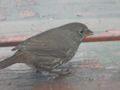 Passerella iliaca