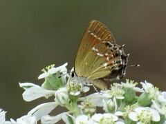 Callophrys gryneus