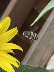 Eristalis stipator