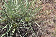 Yucca arkansana