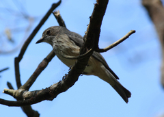 Pachycephala rufiventris