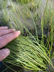 Microseris scapigera