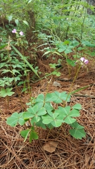 Oxalis tetraphylla