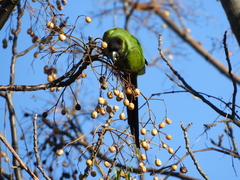 Aratinga nenday