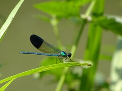 Calopteryx syriaca