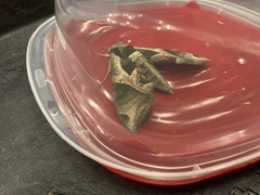 Eumorpha pandorus