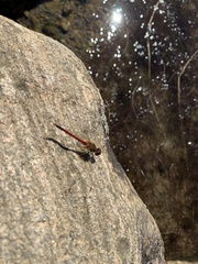 Sympetrum vicinum