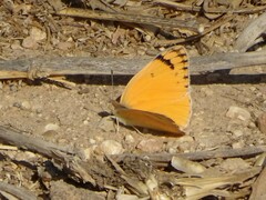 Colotis fausta