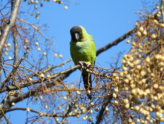 Aratinga nenday