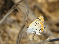 Lycaena thersamon