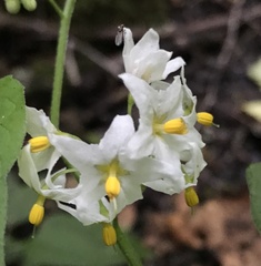 Solanum furcatum