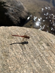 Sympetrum vicinum