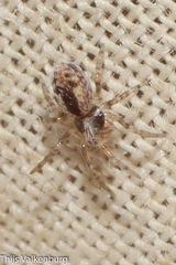 Dictynidae