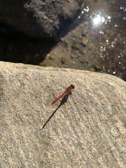 Sympetrum vicinum
