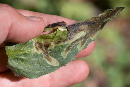 Trypeta flaveola photo 2