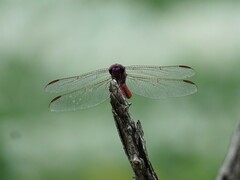 Orthemis ferruginea