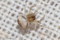 Araneidae