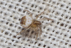 Araneidae