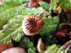 Rhizomarasmius epidryas