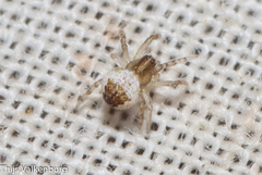 Araneidae