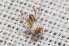 Araneidae