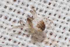 Araneidae