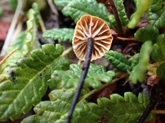 Rhizomarasmius epidryas