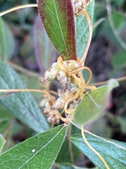 Cuscuta compacta