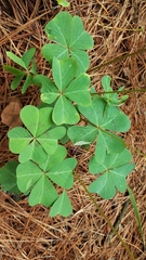 Oxalis tetraphylla