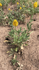 Solidago velutina