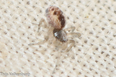Dictynidae
