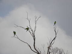 Aratinga nenday