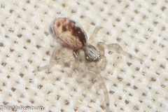 Dictynidae