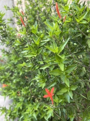 Anisacanthus quadrifidus