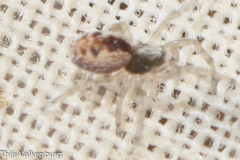 Dictynidae