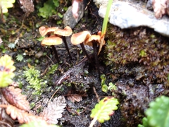Rhizomarasmius epidryas