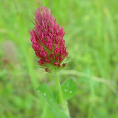 Trifolium incarnatum