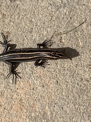 Plestiodon