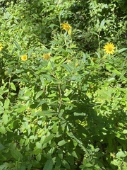 Helianthus giganteus