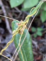 Cuscuta compacta