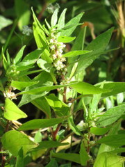 Parietaria judaica