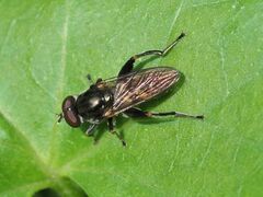Chalcosyrphus nemorum